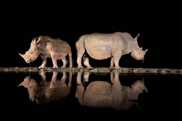istock Rhinos at a water hole 1446263126