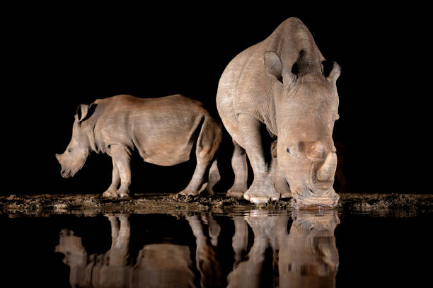 istock Southern white rhino at a waterhole 1446263127
