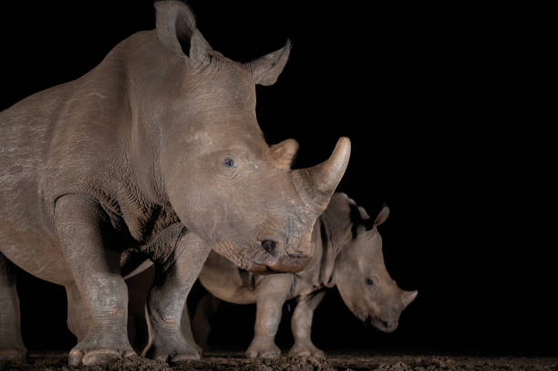 istock Southern white rhino at a waterhole 1446263138