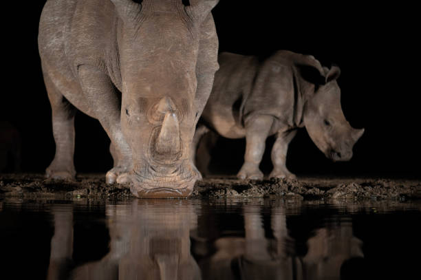 istock Southern white rhino at a waterhole 1446263148