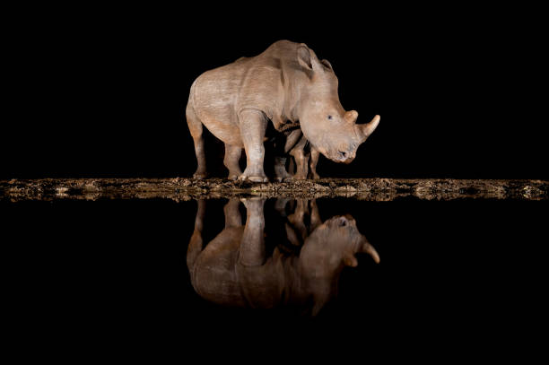 istock Southern white rhino at a waterhole 1446263149