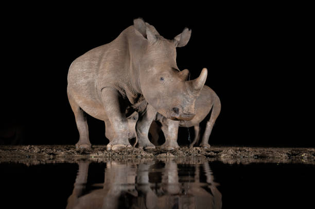 istock Southern white rhino at a waterhole 1446263162