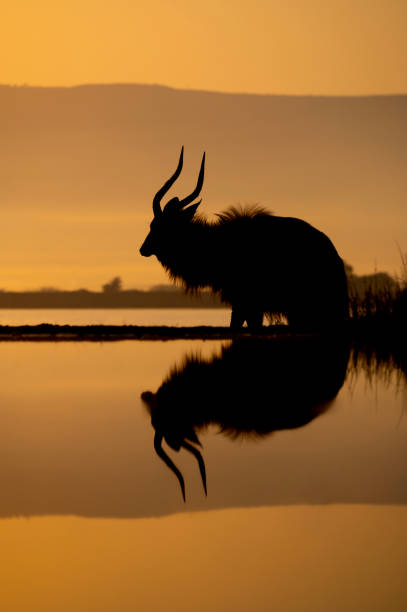 istock Silhouette of nyala at water hole 1446263172