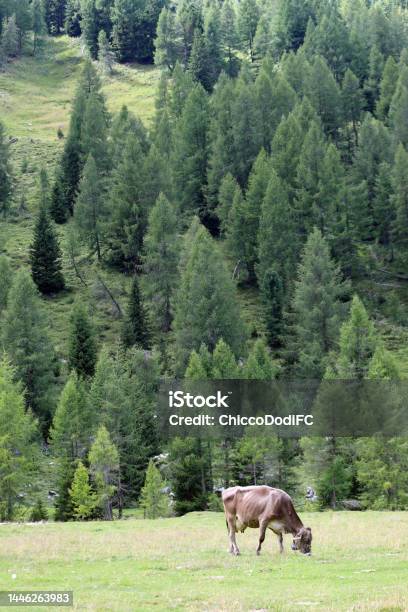 Cow Grazing In A High Mountain Meadow Stock Photo - Download Image Now - Alto Adige - Italy, Animal, Canazei