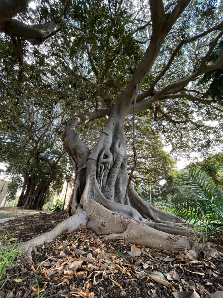 istock Incredible banyan tree with big and long roots covering the ground around 1446265577