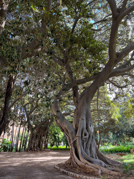 istock Incredible banyan tree with big and long roots covering the ground around 1446265579