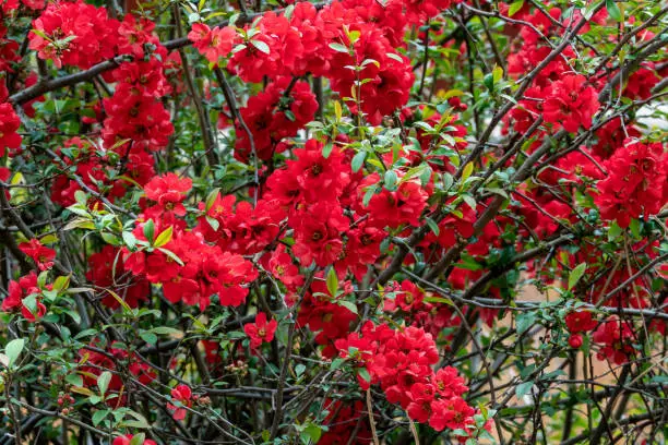 Chinese quince flowers, Chaenomeles speciosa. Red flowers on a bush