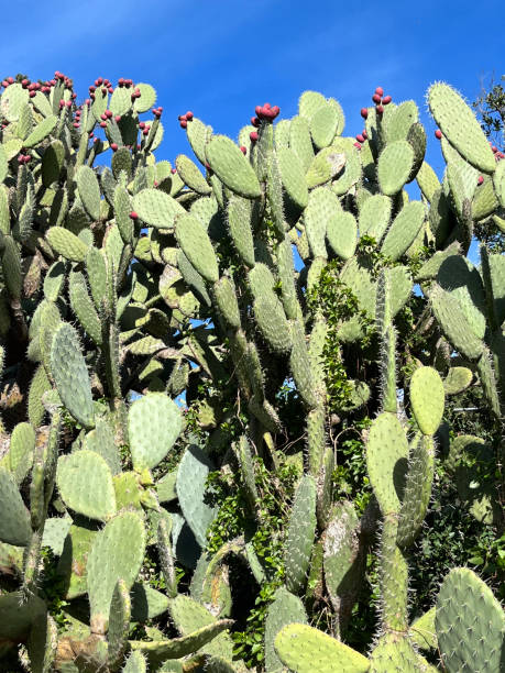 거대한 가시 배 선인장의 클로즈업 - sicily cactus desert italian culture 뉴스 사진 이미지