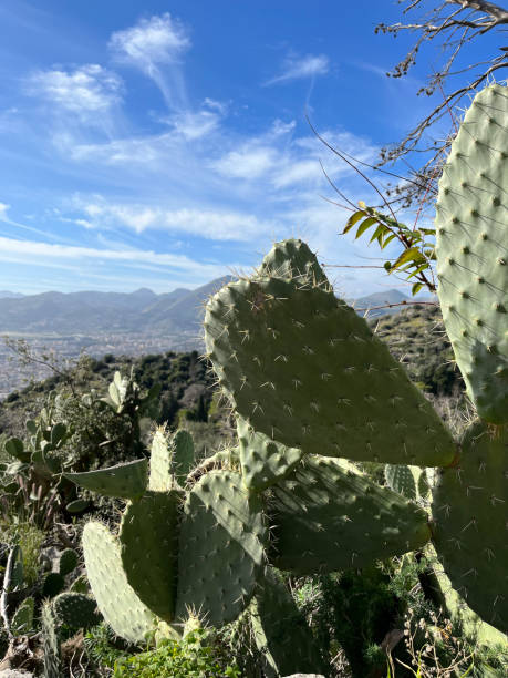 거대한 가시 배 선인장의 클로즈업 - sicily cactus desert italian culture 뉴스 사진 이미지