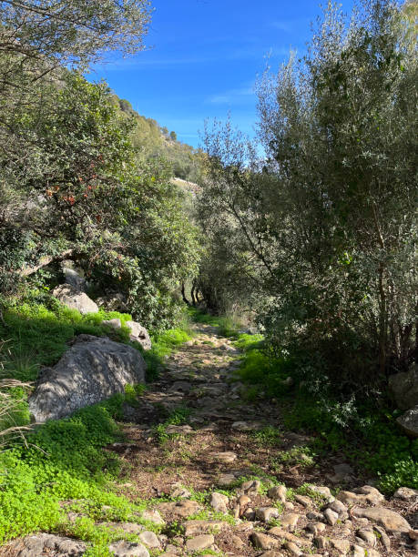 istock Foothpath in the Pellegrino mpountain in Sicily 1446267524