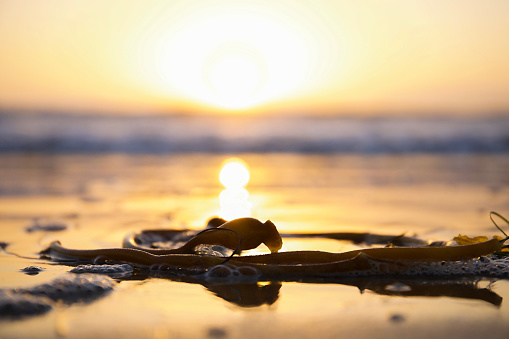 Kelp on the beach with the sun setting in the background