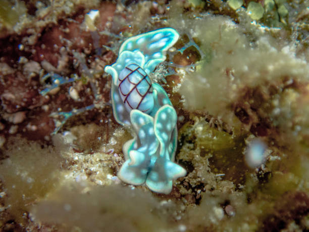 micromelo undatus - sea snail photos et images de collection