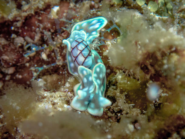 micromelo undatus - sea snail - fotografias e filmes do acervo