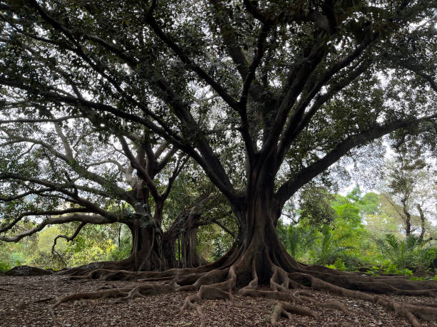 istock Incredible banyan tree with big and long roots covering the ground around 1446269906