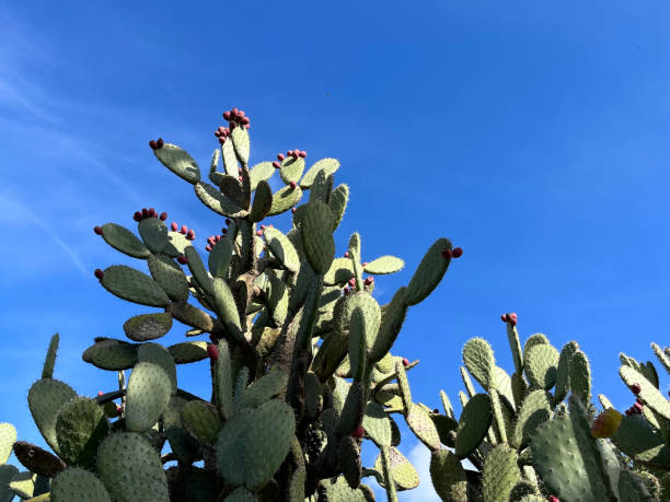 거대한 가시 배 선인장의 클로즈업 - sicily cactus desert italian culture 뉴스 사진 이미지