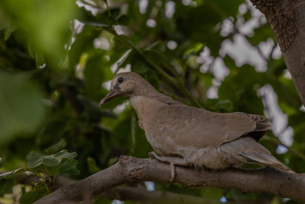 istock Young Mourning Dove in a Tree in Summer 1446272176