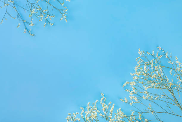 istock Flowers against a blue background 1446272363