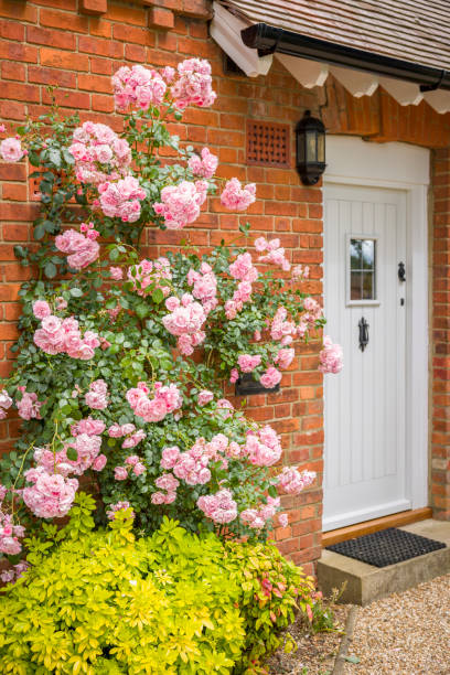 istock House exterior with pink climbing rose, England, UK 1446273399