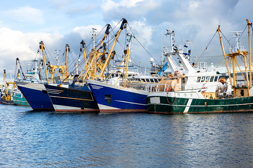 Crew of Fishermen Open Trawl Net with Caugth Fish on Board of Commercial Fishing Ship