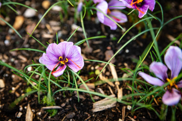 fresh saffron crocus in the garden bed fresh saffron crocus in the garden bed, horizontal saffron plant stock pictures, royalty-free photos & images
