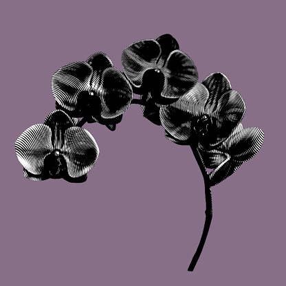 Graphic black orchid. Phalaenopsis is a realistic tropical flower. isolated illustration. High quality illustration