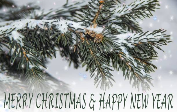 istock Christmas spruce branch with sparkles. 1446277013