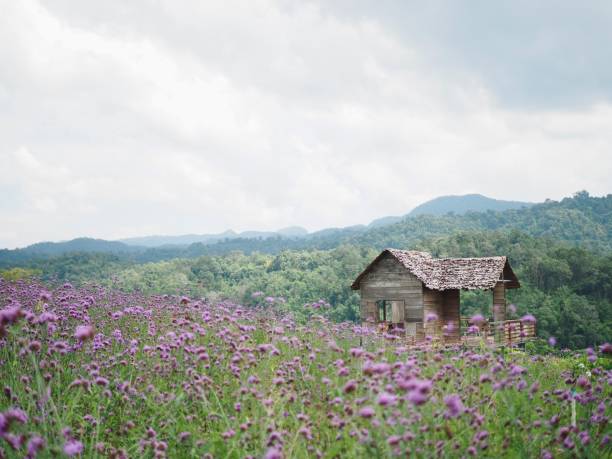 istock Cottage between verbena field and mountain 1446277785