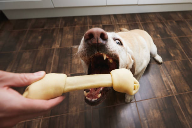 istock Happy dog takes chewing bone from pet owner 1446279583