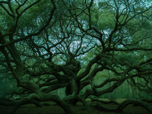 istock The angel oak tree a large tree on johns island south carolina 1446280446