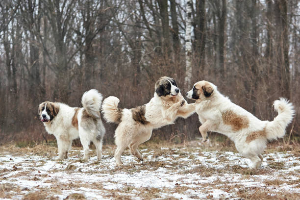 30+ Pyrenean Mastiff Stock Photos, Pictures & Royalty-Free Images - iStock | Schnauzer, Akita dog