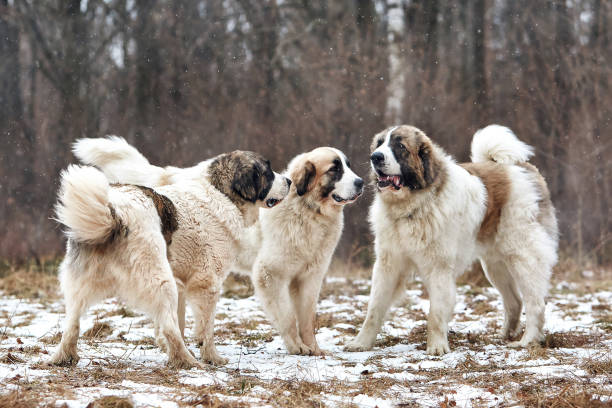istock Pyrenean mastiff dogs play outdoors in winter 1446281128