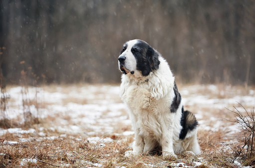 An active dog runs in the snow in winter and plays. Breed Pyrenean Mastiff