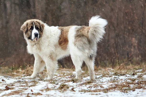 Pyrenean mastiff dogs play outdoors in winter