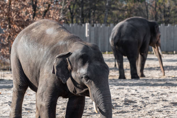 istock Two asian elephants in a zoo 1446282471