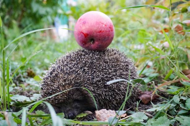 istock A cute hedgehog in green grass, with a pink apple on its back. 1446283151