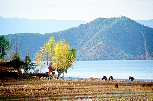 20 years later, residential buildings and hotels have been built on this  cropland. Photographic slide photo in Nov 2002, Lugu Lake, Yunnan