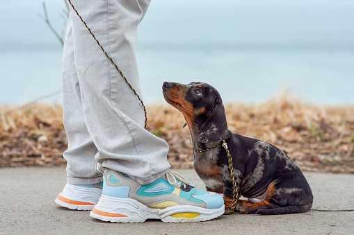 The owner keeps a small marble-colored dachshund puppy on a leash near his feet on a walk in the park. The dog snuggles up to the man and waits for him to protect him from the big world.