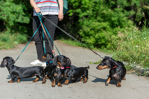 Walking a pack of dogs, a dachshund breed, and a lonely man in the background on a city street in summer
