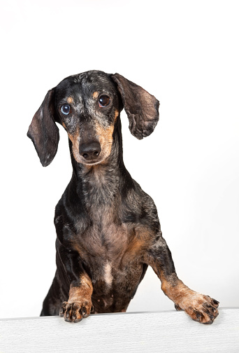 Portrait of an old frightened gray-haired dachshund dog, with eyes of different colors, peeking out from behind a partition isolated on a white background