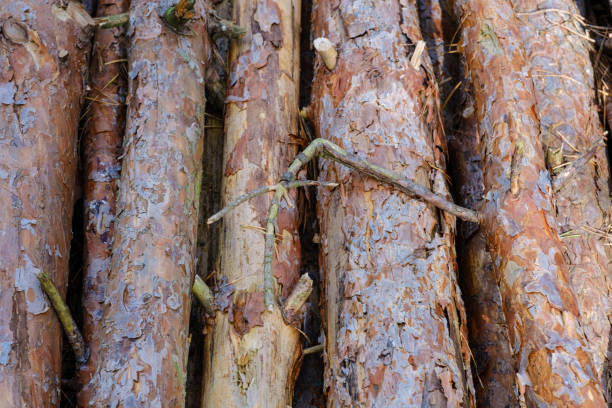 Log spruce trunks pile. Sawn trees from the forest. Logging timber wood industry.