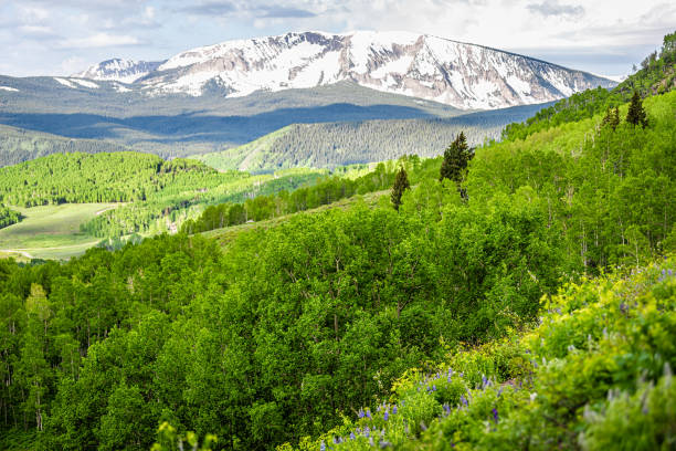 lasy osiki i ośnieżona góra w crested butte, colorado szlak turystyczny snodgrass w bujne lato z dużym widokiem na dolinę i łubin - wildflower flower colorado lupine zdjęcia i obrazy z banku zdjęć