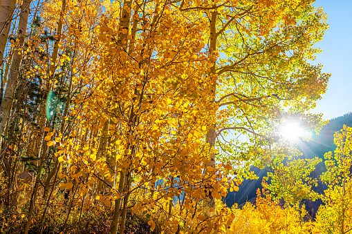 Sunrise in Aspen, Colorado Maroon Bells mountains in October with golden leaf yellow color vibrant trees foliage autumn in autumn season with sun flare sunburst and blue sky
