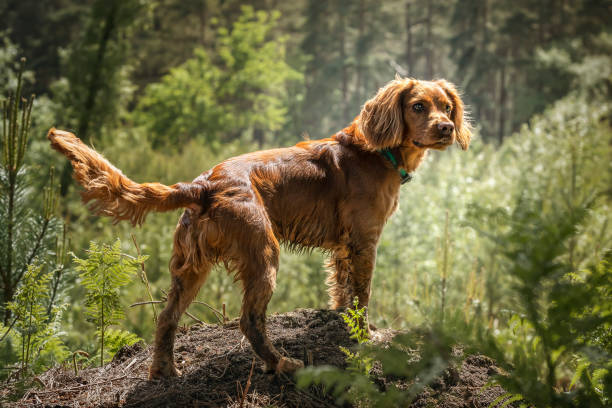 Working cocker spaniel puppy standing in a forest Working cocker spaniel puppy standing in a forest backlit spaniel stock pictures, royalty-free photos & images