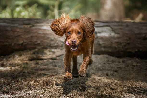 Working cocker spaniel puppy jumping over a log in a forest Working cocker spaniel puppy jumping and flying over a fallen tree log in a forest spaniel stock pictures, royalty-free photos & images