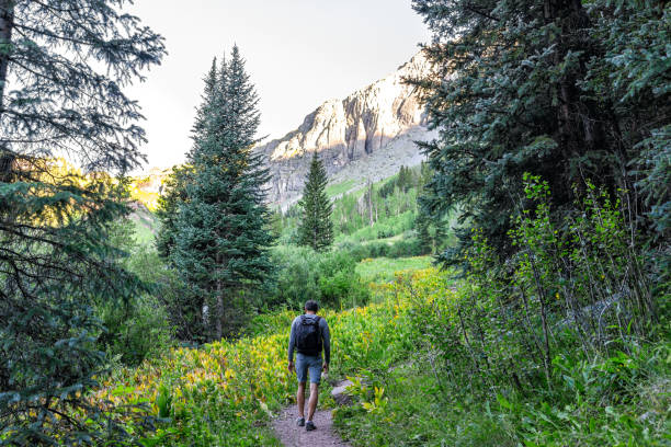 Man hiking with backpack on trail footpath to Ice lake in Silverton, Colorado in August early summer morning with green meadow valley and false hellebore flowers plants stock photo