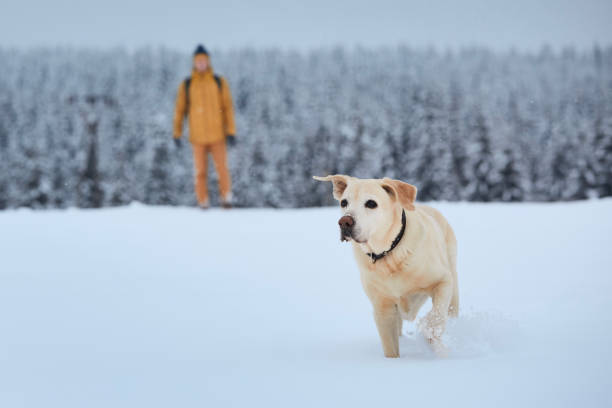 Happy labrador retriever running in deep snow stock photo