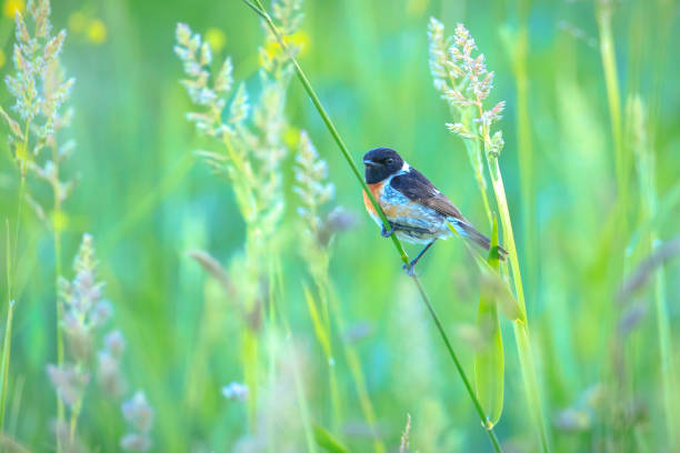 Stonechat, Saxicola rubicola, bird close-up singing in the morning sun