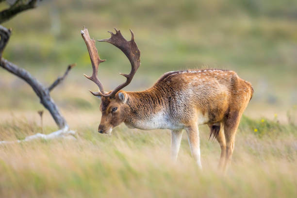 istock Fallow deer, Dama Dama, grazing in a field 1446293356