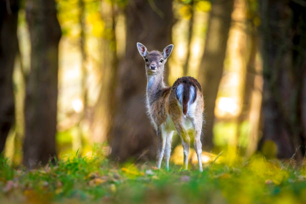Fallow deer Dama Dama fawn in Autumn season. The Autumn fog and nature colors are clearly visible on the background.