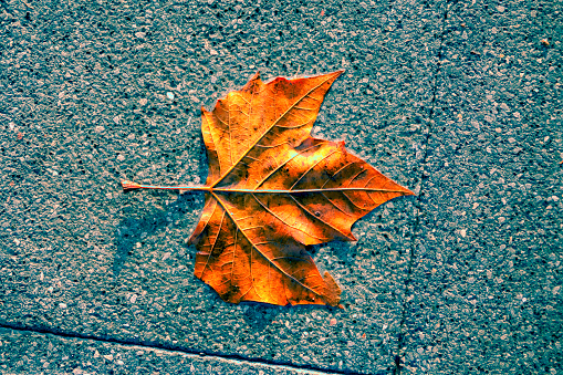 View of Brown maple leaf on city ground.